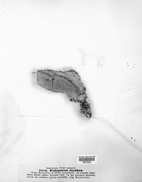 Polyporus lucidus image